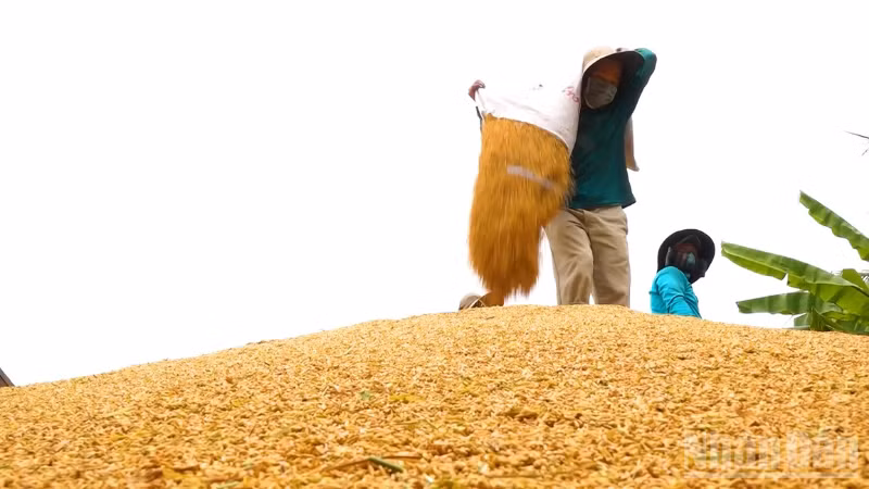 Nông dân tất bật thu hoạch lúa hè thu.