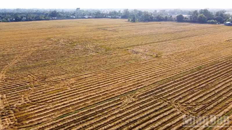 Cánh đồng rơm rạ sau thu hoạch lúa.