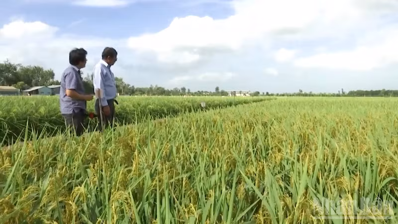 Cánh đồng lúa ST 25 của Doanh nghiệp Tư nhân Hồ Quang Trí.