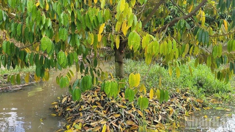 Nhiều cây sầu riêng của nhà vườn có khả năng chết dần.