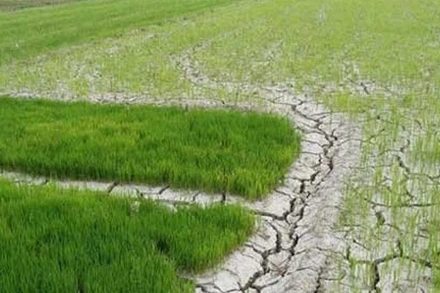 Chủ động ứng phó xâm nhập mặn ở Đồng bằng sông Cửu Long và hạn hán, cháy rừng ở khu vực Nam Trung Bộ và Đông Nam Bộ. (Ảnh: VGP)