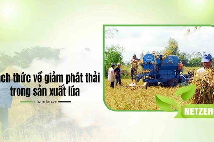 Thách thức về giảm phát thải trong sản xuất lúa