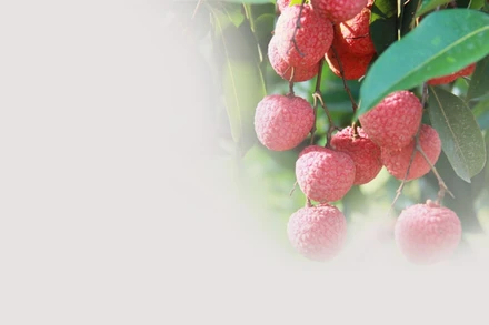 Vải thiều Hồng Xuân: Quả ngọt vườn đồi thành “ngôi sao” OCOP 5 sao quốc gia