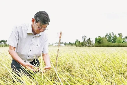 Anh hùng Lao động, kỹ sư Hồ Quang Cua - “cha đẻ” Gạo Ông Cua ST25 hai lần đoạt giải Gạo ngon nhất thế giới. (Ảnh: CAO XUÂN LƯƠNG)