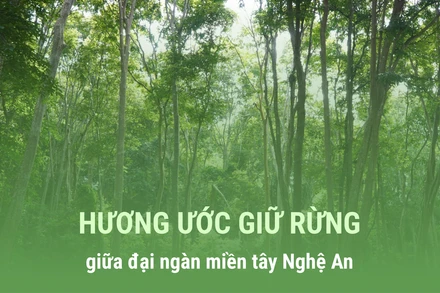Hương ước giữ rừng giữa đại ngàn miền tây Nghệ An