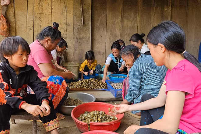Thu hoạch quả mắt cá luộc, bóc, sấy tạo thêm thu nhập cho người dân bản Sài Khao, tỉnh Thanh Hóa.