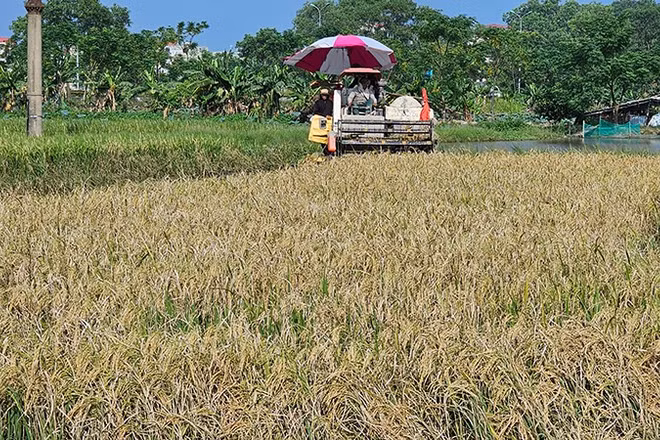 Máy gặp đập liên hợp thu hoạch lúa trên đồng đất phường Quảng Phú, tỉnh Thanh Hóa.