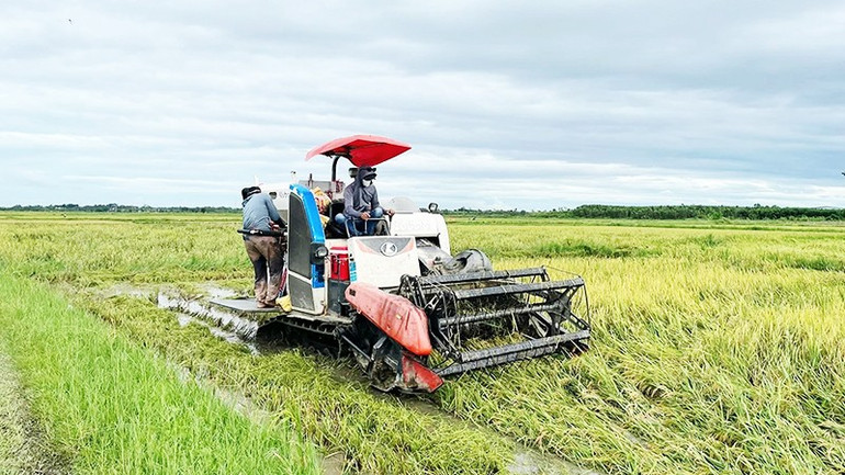 Nông dân xã Quảng Ninh, tỉnh Quảng Trị khẩn trương thu hoạch lúa hè thu. 172.jpg