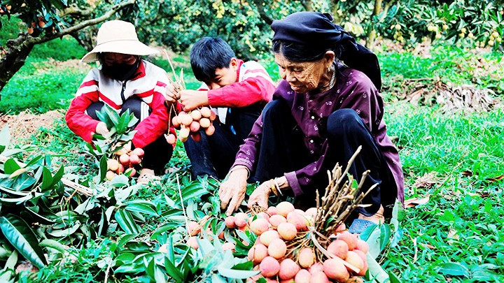 Mẹ và các cháu của ông Trần Văn Kiên tham gia thu hoạch vải thiều từ tờ mờ sáng. 42.jpg