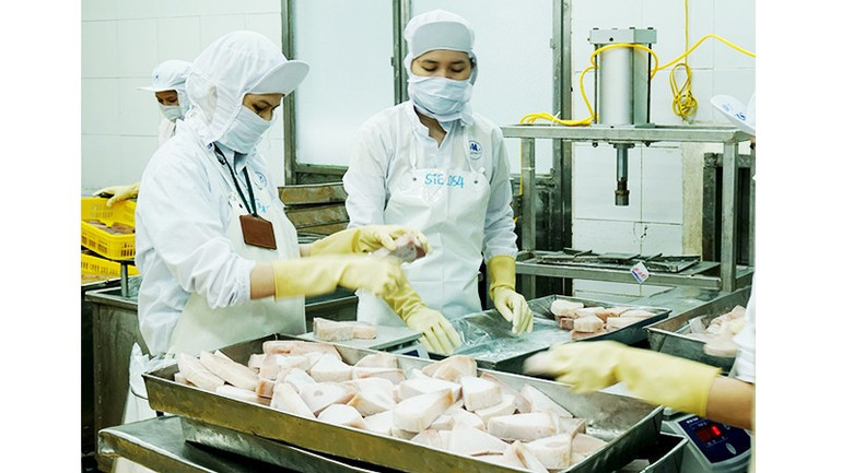 Cá ngừ là một nhóm hàng chủ lực của Việt Nam tại thị trường Mỹ. 231.jpg