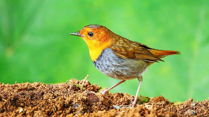 Hoét mặt đỏ (Tên tiếng anh: Japanese Robin). 102.jpg