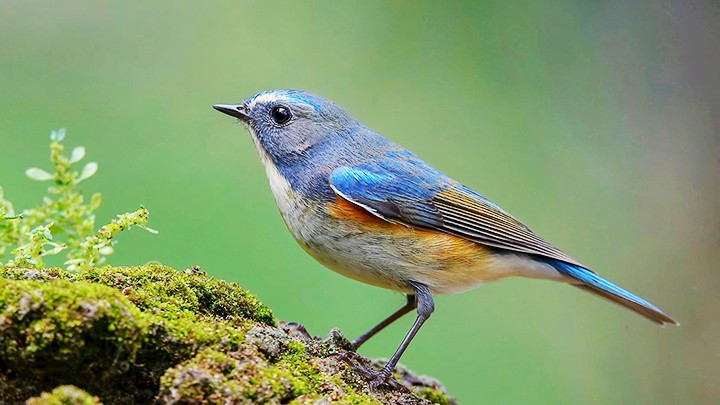 Oanh đuôi cụt lưng xanh (Tên tiếng anh là: Red-flanked Bluetail). Ảnh: SƠN HUỲNH 103.jpg