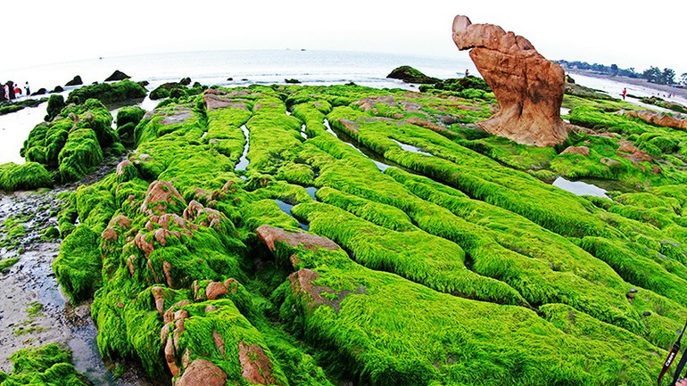 Bãi biển Cổ Thạch (Bình Thuận). Ảnh: ANH QUÂN 122.jpg