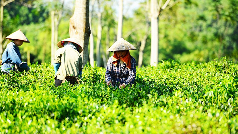 Thu hoạch trà tại vùng chè Tân Cương (Thái Nguyên). Ảnh: BẢO TRUNG 163.jpg