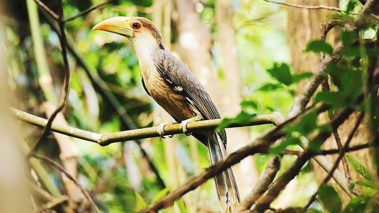 Niệc nâu (Anorrhinus austeni) thuộc nhóm động vật rừng nguy cấp, quý hiếm. 53.jpg