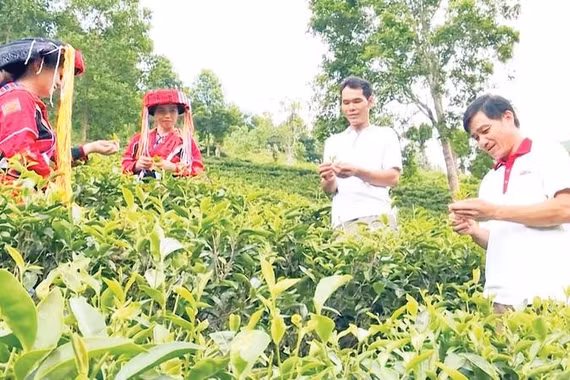 Chè Pà Thẻn, xã Tri Phú đạt chứng nhận OCOP 3 sao cấp tỉnh.