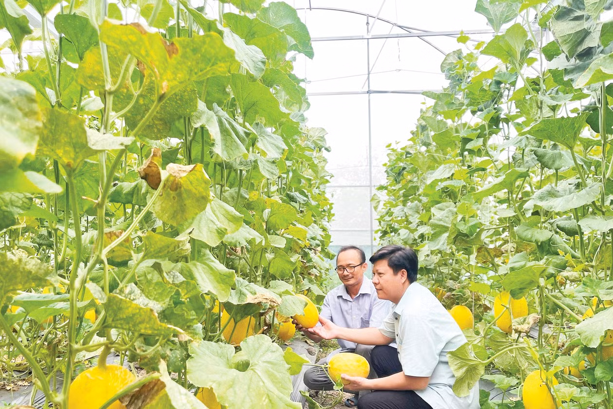 Mô hình trồng dưa lưới trong nhà màng tại Nha Bích. Ảnh: Thanh Tâm