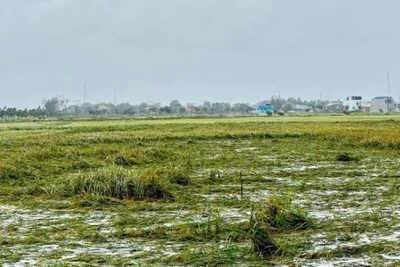 Đồng lúa ngập úng tại Thanh Hóa.