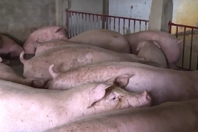 14 xã, phường ở Thanh Hóa xuất hiện dịch tả lợn châu Phi.