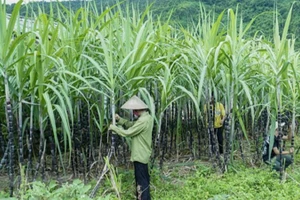 Ảnh minh họa. (Nguồn: TTXVN)