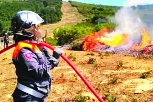 Nắng nóng kéo dài gây ra các vụ cháy rừng ở Tunisia.