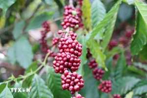 Nguồn cung cà-phê toàn cầu đang chịu áp lực ngày càng lớn. (Ảnh: Hoài Thu/TTXVN)