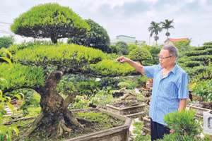 Cựu chiến binh Vũ Mạnh Hùng chăm sóc các tác phẩm cây cảnh trong khuôn viên nhà ở phường Vị Khê (Ninh Bình).