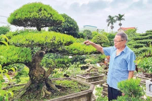 Cựu chiến binh Vũ Mạnh Hùng chăm sóc các tác phẩm cây cảnh trong khuôn viên nhà ở phường Vị Khê (Ninh Bình).