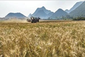 Thu hoạch lúa mì trên cánh đồng ở tỉnh Vân Nam, Trung Quốc, ngày 4/4/2024. (Ảnh: THX/TTXVN)