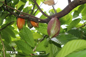 Ca-cao. (Nguồn: TTXVN)