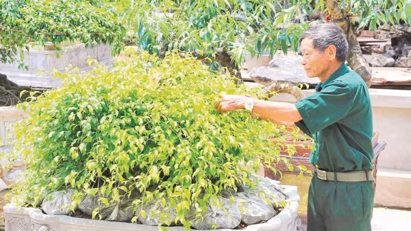 Cựu chiến binh Ninh Bình nỗ lực phát triển kinh tế, góp sức xây dựng quê hương.
