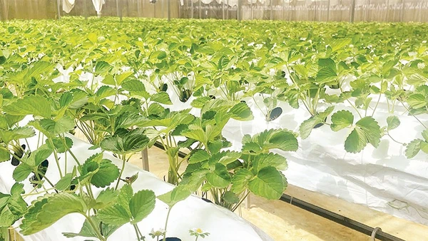 Mô hình nông nghiệp công nghệ cao hiệu quả kinh tế cao hơn so với phương pháp canh tác truyền thống.