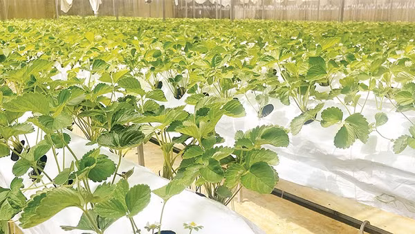 Mô hình nông nghiệp công nghệ cao hiệu quả kinh tế cao hơn so với phương pháp canh tác truyền thống.