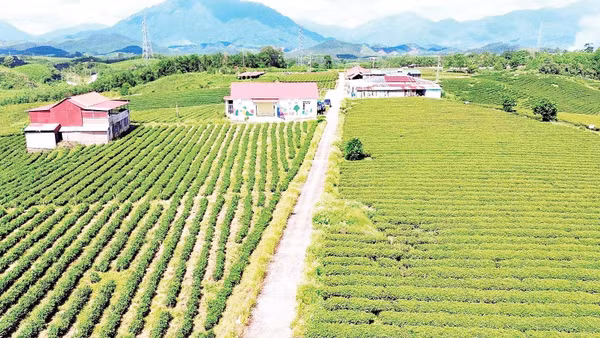 Vùng chè sản xuất tập trung tại xã Đường Hoa, tỉnh Quảng Ninh.