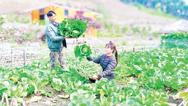 Những công việc hằng ngày của vợ chồng Hà Văn Sáng được quay bằng điện thoại và chia sẻ trên các nền tảng xã hội, đã tạo động lực cho nhiều thanh niên các dân tộc trong xã học và làm theo.