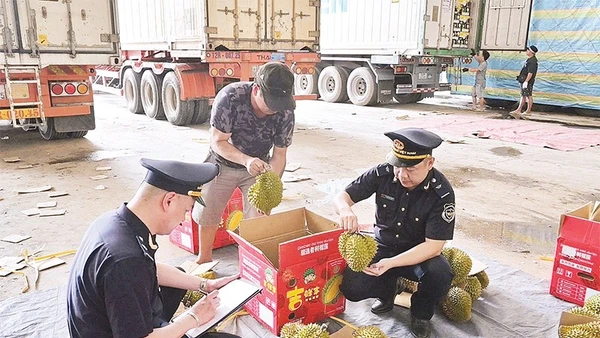 Cán bộ Hải quan cửa khẩu Tân Thanh kiểm tra mặt hàng sầu riêng tươi xuất khẩu.