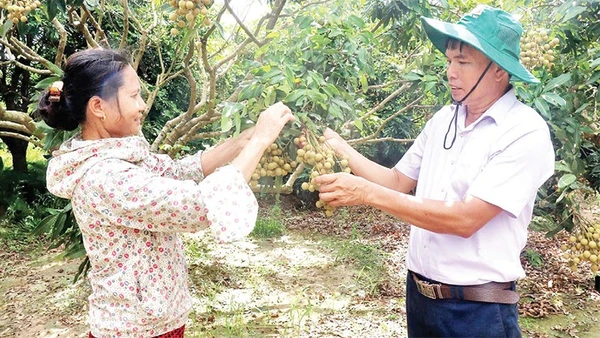 Thành viên HTX cây ăn quả đặc sản và nuôi trồng thủy sản Quyết Thắng, xã Tân Hưng trao đổi kinh nghiệm canh tác theo quy trình VietGAP.