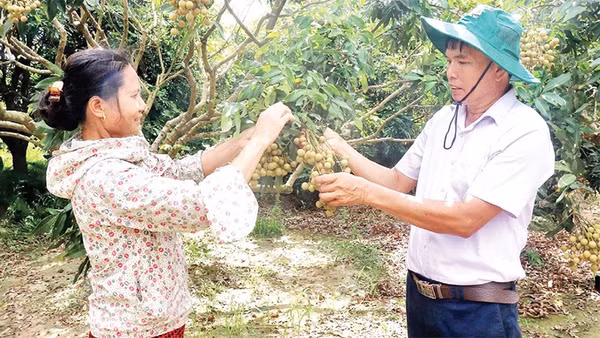 Thành viên HTX cây ăn quả đặc sản và nuôi trồng thủy sản Quyết Thắng, xã Tân Hưng trao đổi kinh nghiệm canh tác theo quy trình VietGAP.