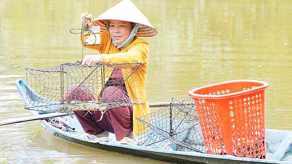 Những con cua biển Cà Mau chắc khỏe, tươi rói vừa được thu hoạch từ vuông tôm là nguồn nguyên liệu dồi dào làm nên muối cua đặc sản.