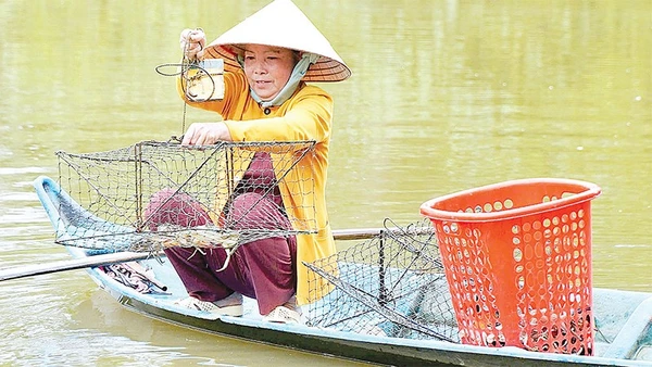 Những con cua biển Cà Mau chắc khỏe, tươi rói vừa được thu hoạch từ vuông tôm là nguồn nguyên liệu dồi dào làm nên muối cua đặc sản.