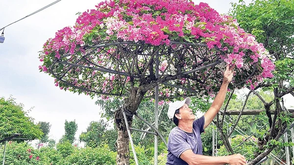 Gia đình ông Nguyễn Văn Màu (xã Hưng Khánh Trung, tỉnh Vĩnh Long) chuyển hướng sản xuất hoa giấy cổ thụ, hoa giấy hình nhà lục giác để đáp ứng nhu cầu người tiêu dùng.