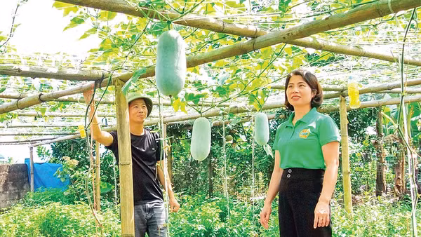 Mô hình trồng bí xanh thơm mở ra hướng phát triển kinh tế mới cho người dân xã Văn Bàn.