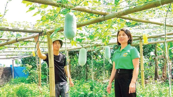 Mô hình trồng bí xanh thơm mở ra hướng phát triển kinh tế mới cho người dân xã Văn Bàn.