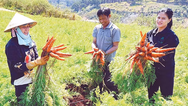 Canh tác rau, củ theo hướng hữu cơ góp phần nâng cao giá trị sản xuất tại Lâm Đồng.