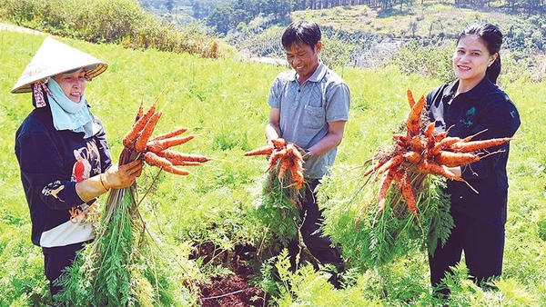 Canh tác rau, củ theo hướng hữu cơ góp phần nâng cao giá trị sản xuất tại Lâm Đồng.