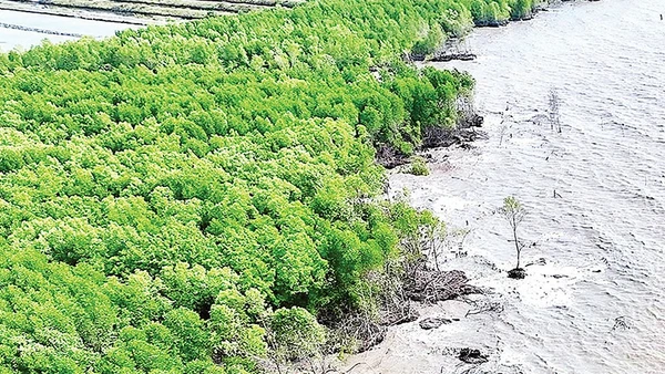 Biến đổi khí hậu gây sạt lở đang làm mất dần đai rừng phòng hộ ven biển Cà Mau.