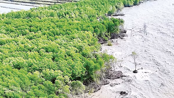 Biến đổi khí hậu gây sạt lở đang làm mất dần đai rừng phòng hộ ven biển Cà Mau.