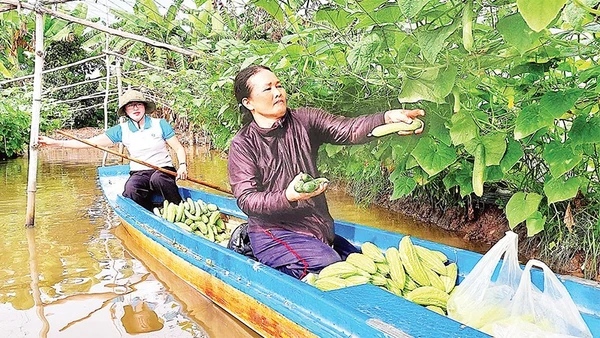 Từ nguồn vốn ban đầu, nhiều hộ dân vùng nông thôn Cà Mau mở rộng quy mô trồng trọt, chăn nuôi cho thu nhập ổn định.