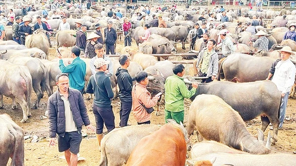 Một góc chợ trâu, bò Nghiên Loan.