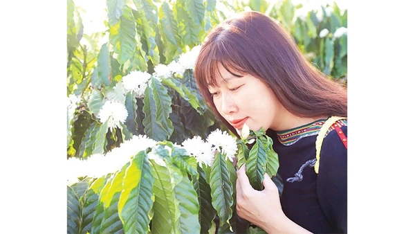 Hương hoa cà-phê dịu ngọt làm say đắm lòng người.